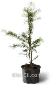 Лиственница, фото