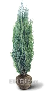 Можжевельник скальный скайрокет, живое новогоднее дерево для высадки, фото