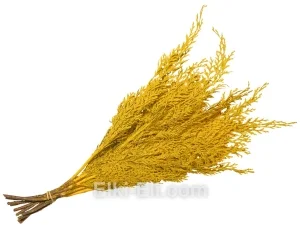 Лапник туи декоративный жёлтый, фото