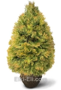 Туя западная Рейнгольд, фото