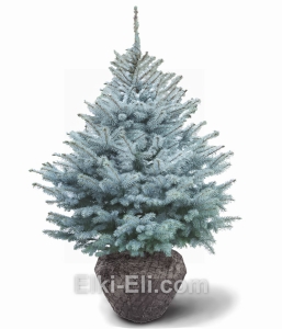 Ель колючая Эдит, фото