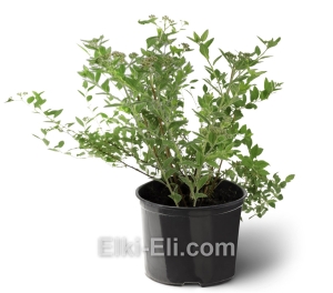 Спирея японская Japanese Dwarf, фото