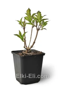 Вейгела Bristol Ruby, фото