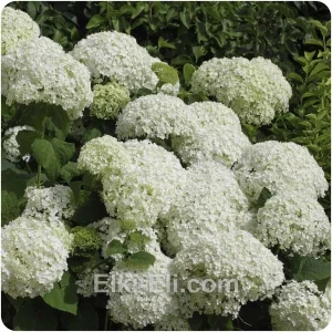 Гортензия древовидная Annabelle, фото