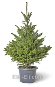 Пихта Корейская в горшке, фото