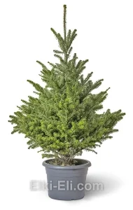Пихта корейская, живое новогоднее дерево в емкости (горшке), фото
