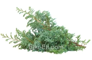 Лапник кипарисовика горохоплодного Бульвард, фото