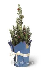Ель Коника (Ель сизая), живое новогоднее украшенное дерево в подарочной упаковке (цвет:синий), фото
