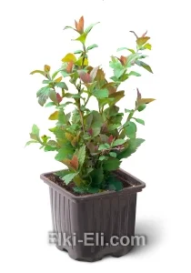 Спирея японская Macrophylla, фото