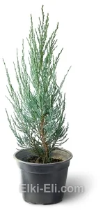 Можжевельник скальный Blue Arrow в горшке, фото