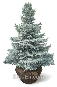 Ель колючая бейби блю айз, живое новогоднее дерево для высадки, фото

