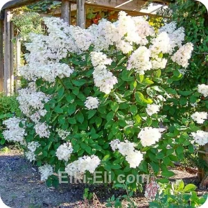 Гортензия метельчатая Unique, фото