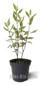 Дерен белый Элегантиссима, фото