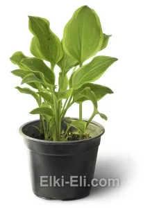 Хоста Golden Tiara в горшке, фото