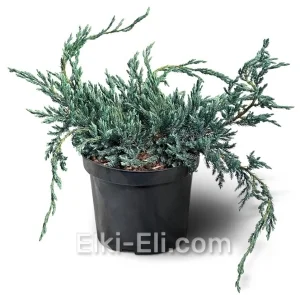 Можжевельник чешуйчатый Blue Carpet в горшке, фото