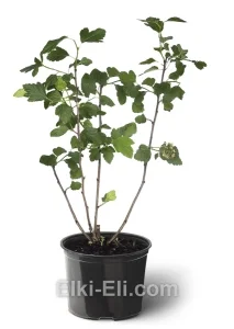 Пузыреплодник калинолистный, фото