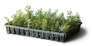 Туя западная Golden Smaragd (мультиплата), фото