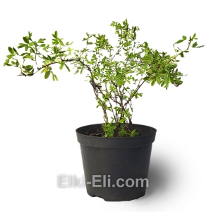 Лапчатка кустарниковая Limelight, фото