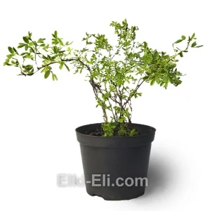 Лапчатка кустарниковая Limelight, фото