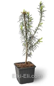 Пихта великая, фото