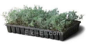 Можжевельник виргинский Грей Оул (мультиплата), фото