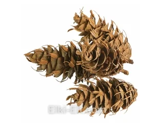 Шишка псевдотсуги Мензиса (дугласовой пихты), фото