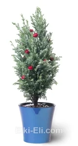 Подарочный Кипарисовик, живое новогоднее украшенное дерево в кашпо (цвет: синий), фото
