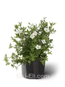 Лапчатка кустарниковая Abbotswood, фото