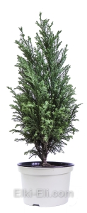 Кипарисовик Элвуди в горшке, фото Кипарисовик Элвуди в горшке, фото