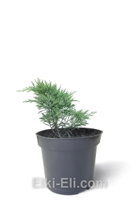 Можжевельник казацкий Blaue Donau в горшке, фото