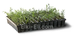 Туя западная Столвик (мультиплата), фото