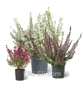 Вереск и эрика в пром емкости, фото
