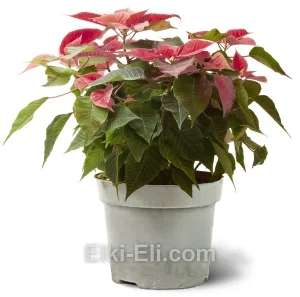 Пуансеттия (красная), фото