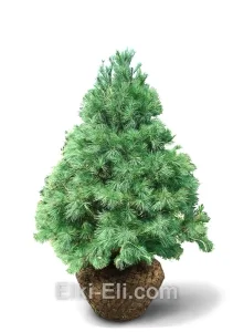 Сосна веймута (белая восточная), живое новогоднее дерево для высадки, фото
