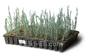 Можжевельник скальный Skyrocket (мультиплата), фото