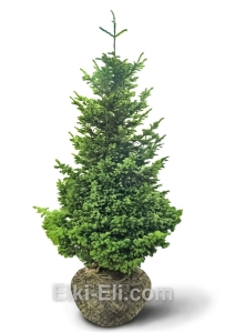 Пихта Сибирская, фото