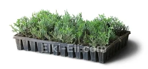 Туя западная Кубанский изумруд (мультиплата), фото