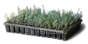 Кипарисовик Лавсона Глаука (мультиплата), фото