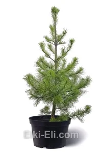 Сосна кедровая сибирская в горшке, фото