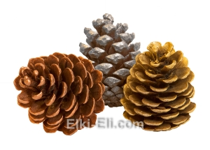Крупная цветная сосновая шишка, фото