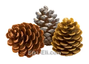 Крупная цветная сосновая шишка, фото