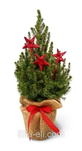 Ель Коника подарочная "Рождественская звезда", фото