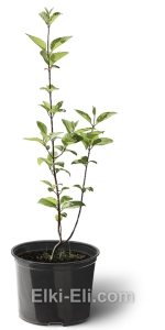 Дерен белый Сибирика, фото