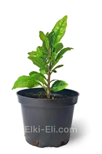 Магнолия Susan, фото