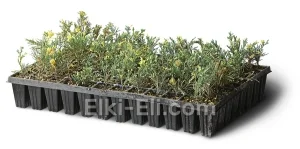 Можжевельник казацкий Вариегата (мультиплата), фото