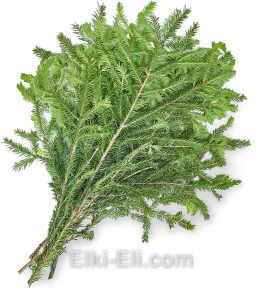 Лапник еловый новогодний, фото