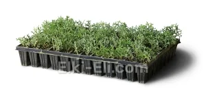 Туя западная Литтл Джиант (мультиплата), фото