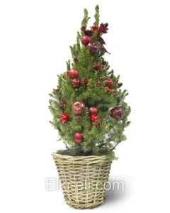Ель Коника (Ель сизая), живое новогоднее украшенное дерево в кашпо ротанг с гирляндой (цвет украшений: красный), фото