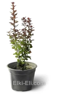 Барбарис Тунберга Chocolate Summer, фото