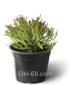 Туя западная Golden Tuffet в горшке, фото